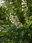 Clethra alnifolia Creels Callico